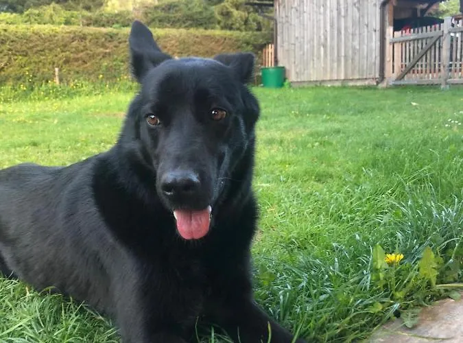 Haus Moser אלטאוסיי